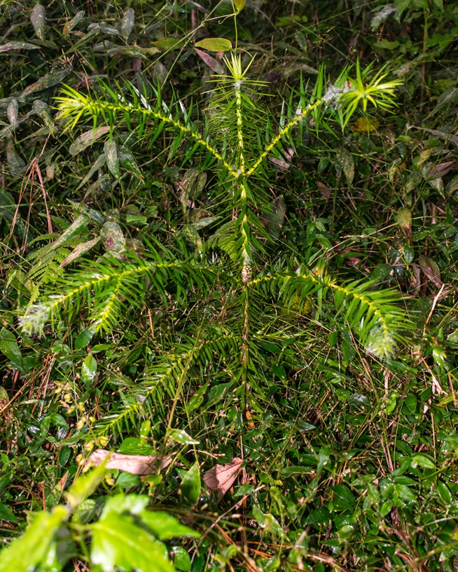 Mudinha de Araucária