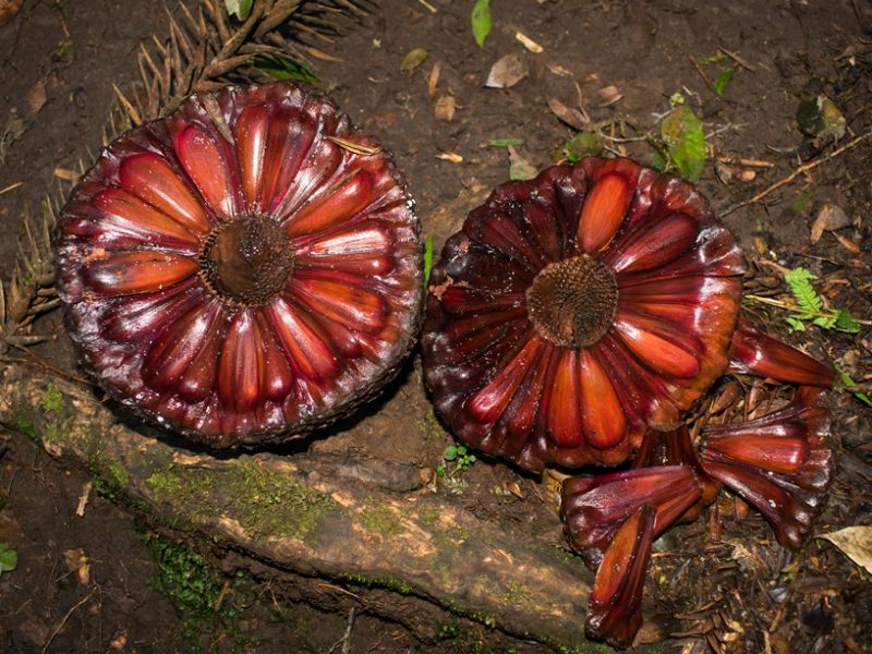 Pinhão | Coletando a deliciosa semente da Araucária