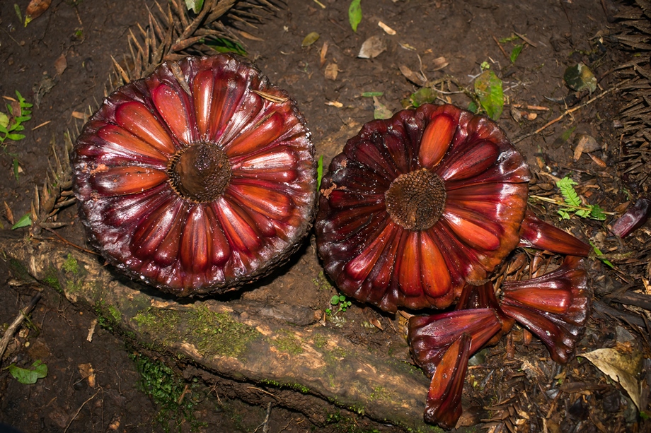 Pinhão | Coletando a deliciosa semente da Araucária