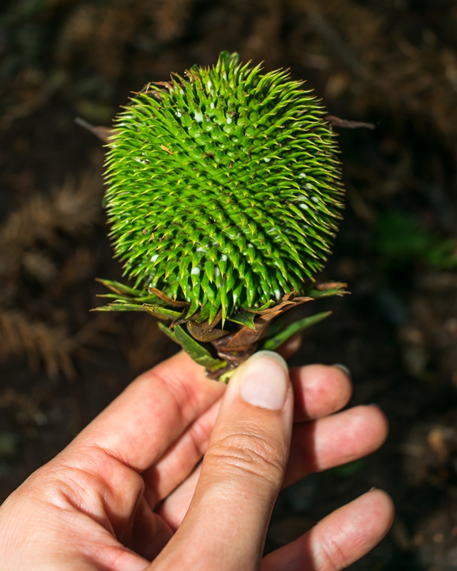 Pinha ainda verde