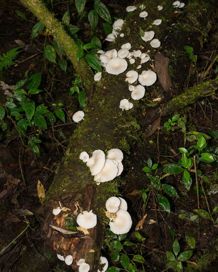 Tronco cheio de Cogumelos Pleurotus albidus