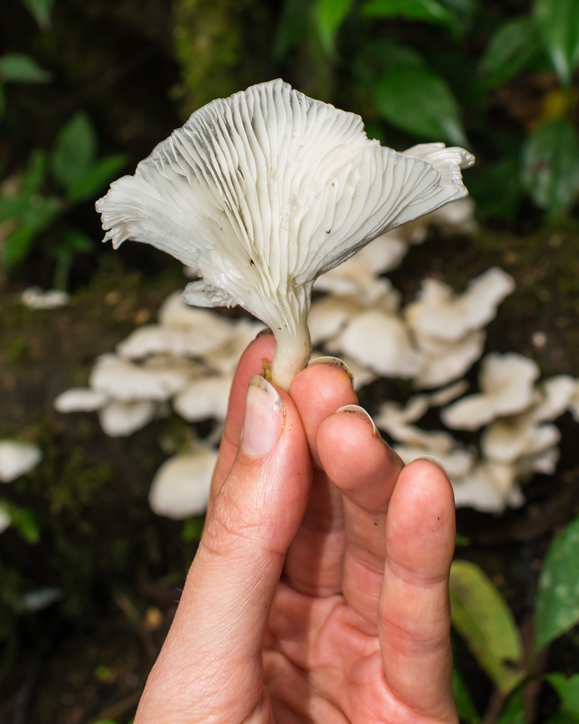 Cogumelo Pleurotus albidus