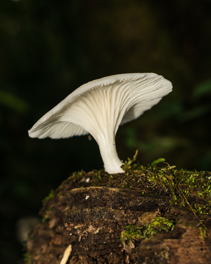 Cogumelo Pleurotus albidus