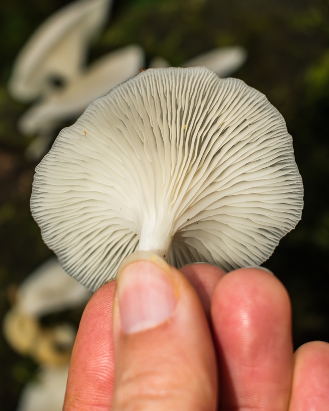 Cogumelo Pleurotus albidus himenóforo