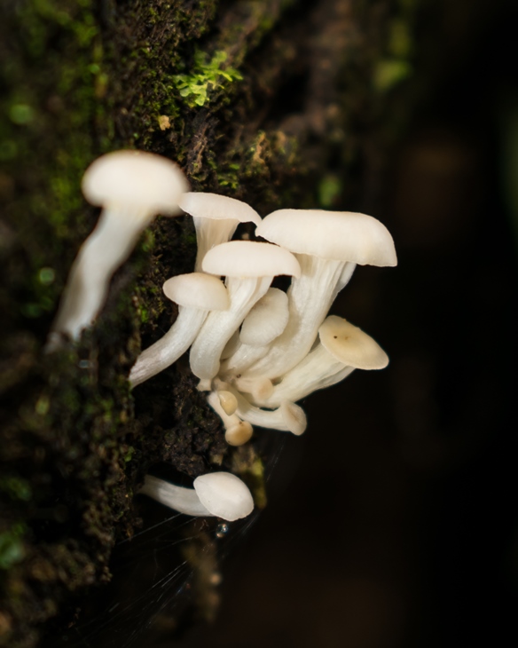 Pleurotus albidus jovem