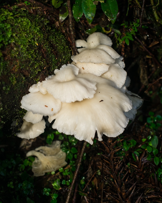 Cogumelo Pleurotus albidus