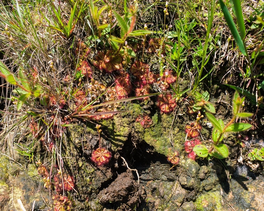 Drosera brevifolia