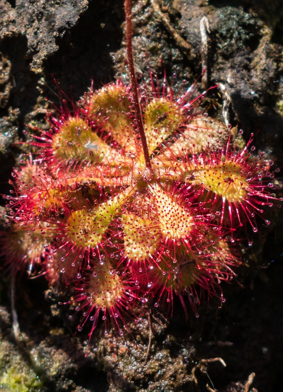 Drosera brevifolia, folhas com mucilagem