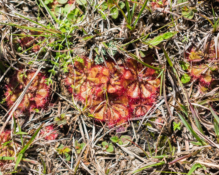 Drosera brevifolia