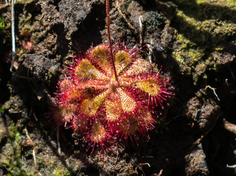 Drosera brevifolia | Planta carnívora Orvalhinha