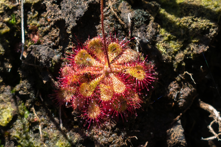 Drosera brevifolia | Planta carnívora Orvalhinha