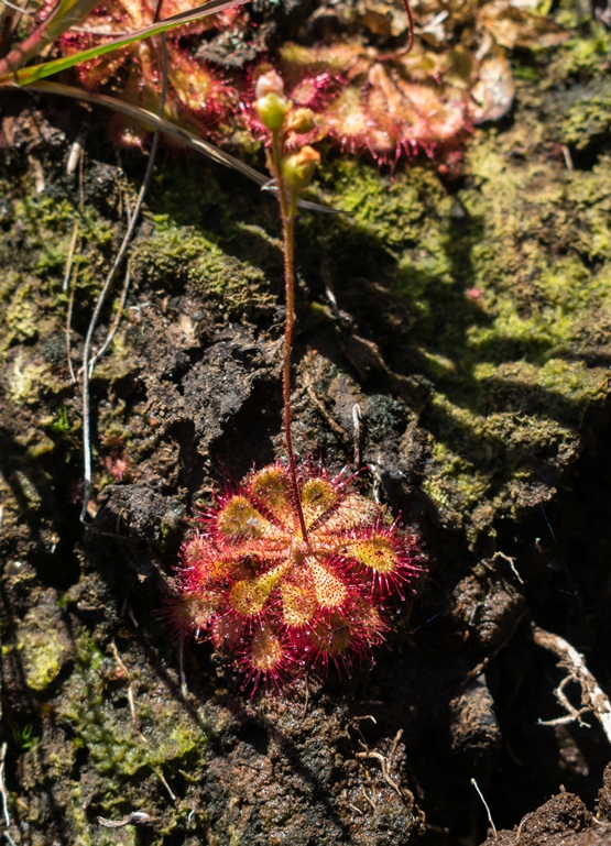 Drosera brevifolia com pendão floral