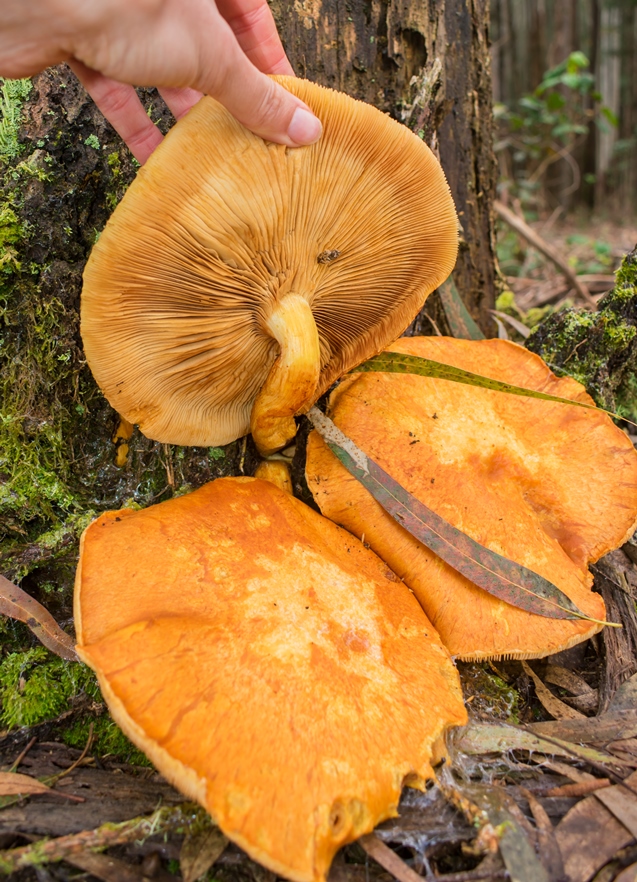 Gymnopilus junonius