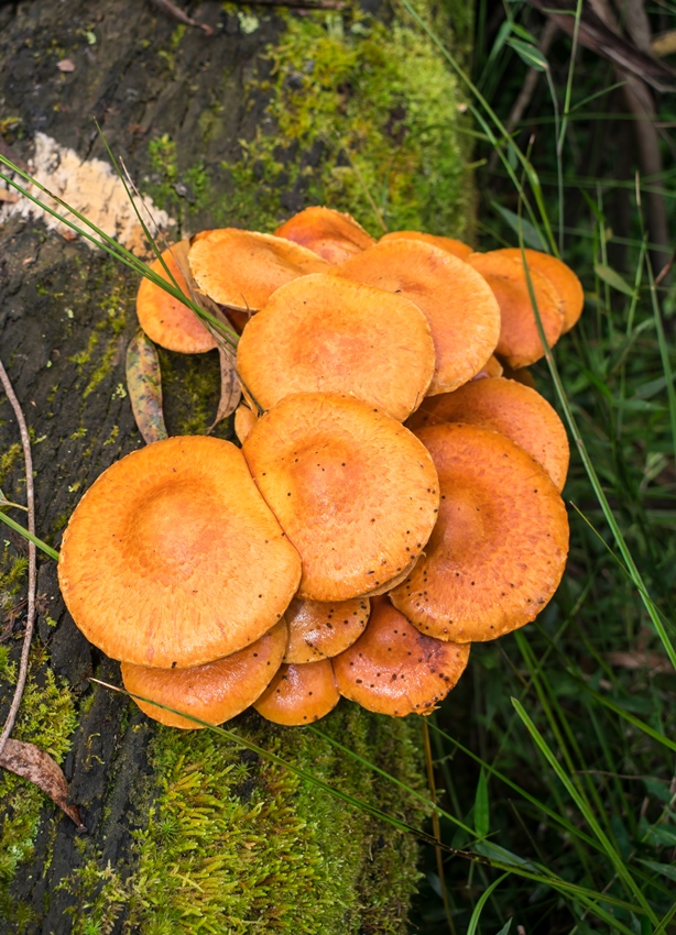 Gymnopilus junonius