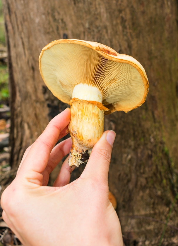 Gymnopilus junonius