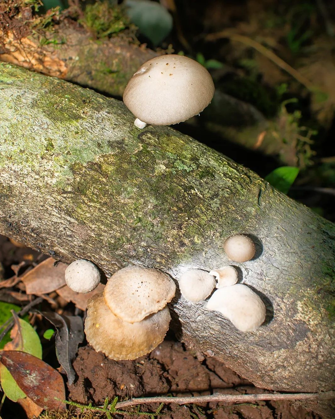 Oudemansiella platensis - esporada branca