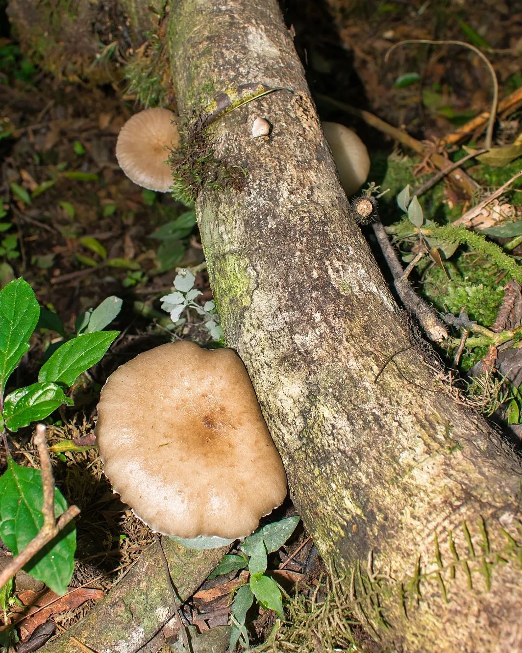 Oudemansiella platensis 