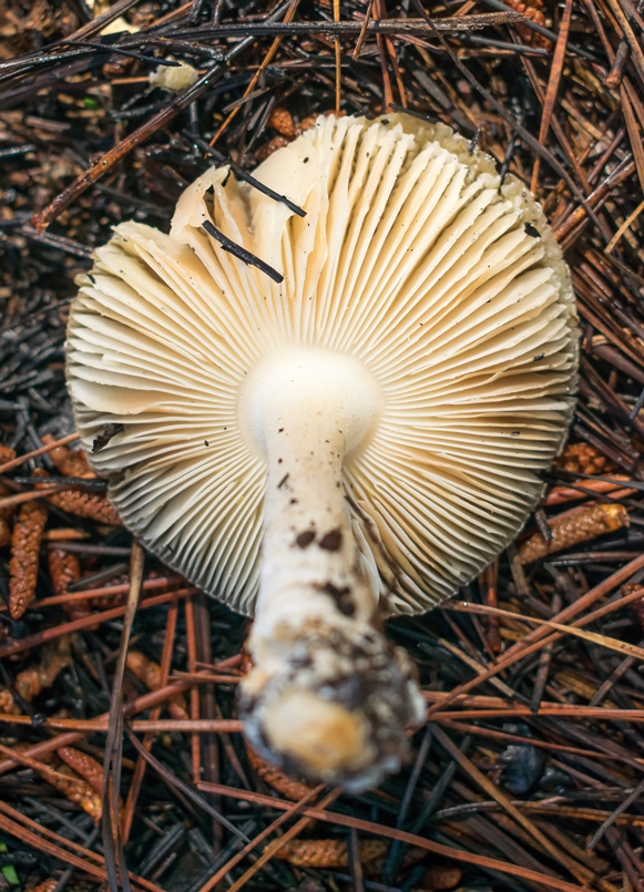 Amanita gemmata himenóforo, lamelas