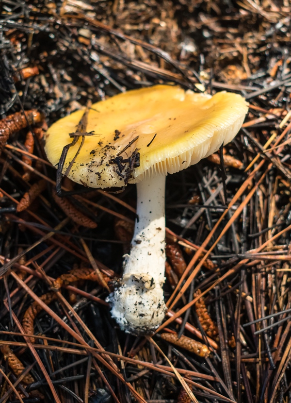 Amanita gemmata (Amanita junquillea)