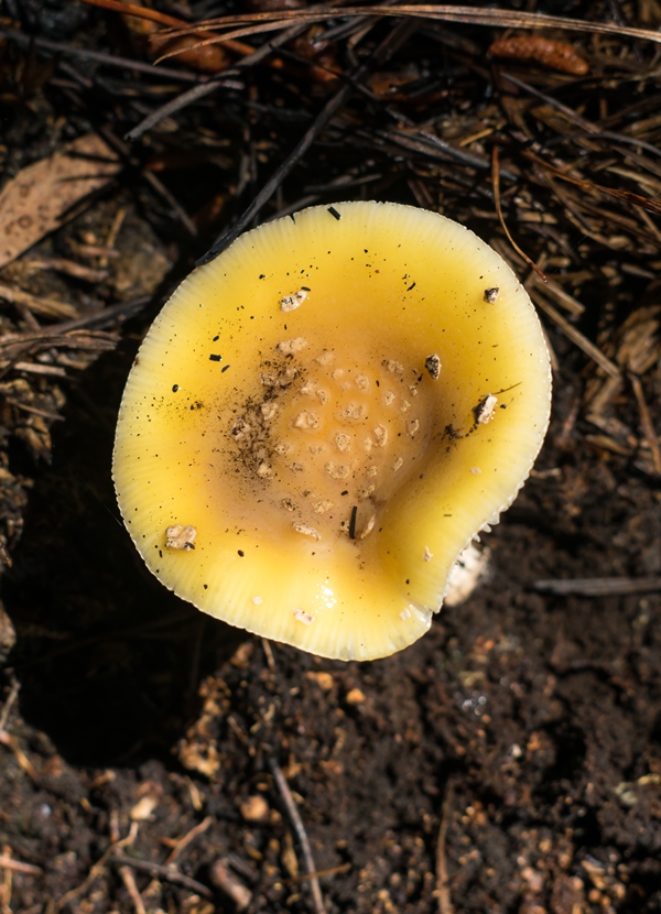 Amanita gemmata (Amanita junquillea)