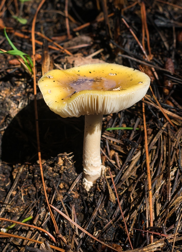 Amanita gemmata (Amanita junquillea)