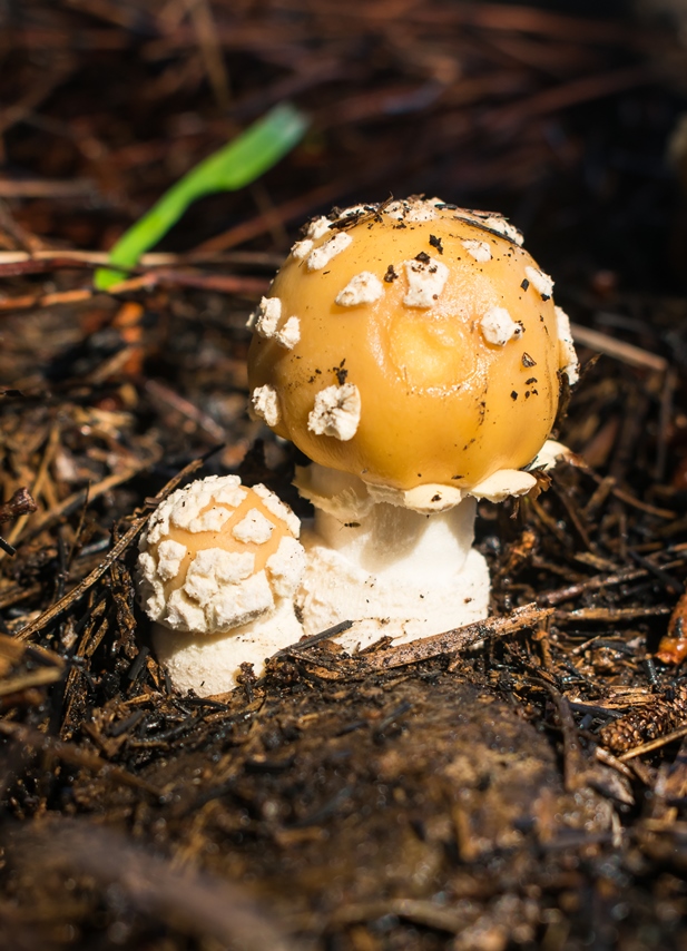 Amanita gemmata jovem