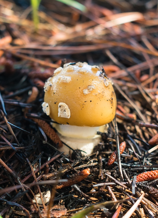 Amanita gemmata (Amanita junquillea)