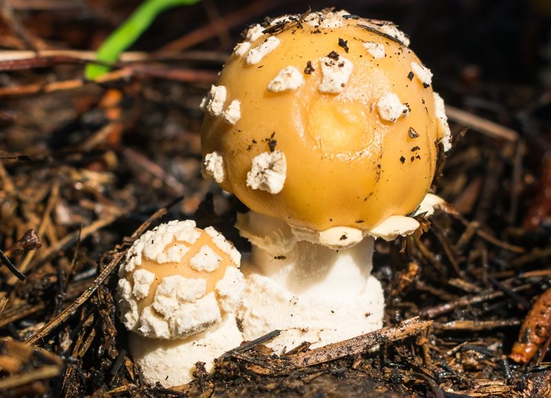 Amanita gemmata | Cogumelo na Serra Gaúcha