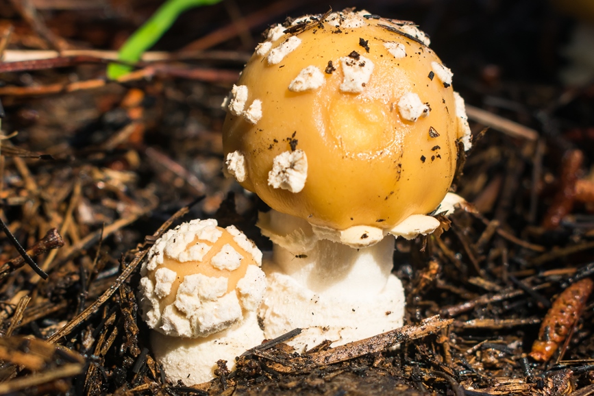 Amanita gemmata | Cogumelo na Serra Gaúcha