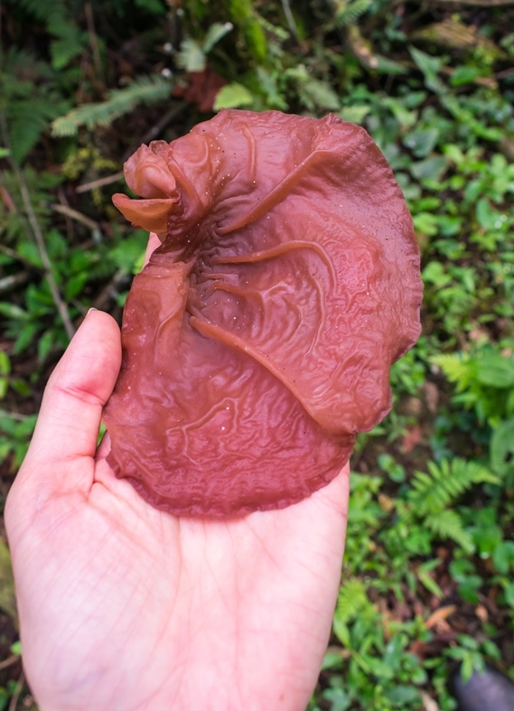 Auricularia fuscosuccinea