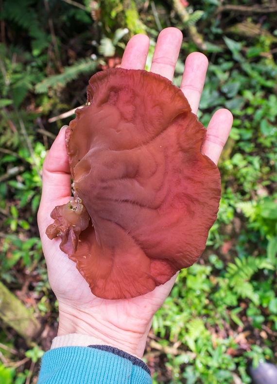 Auricularia fuscosuccinea