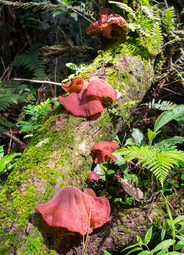 Auricularia fuscosuccinea