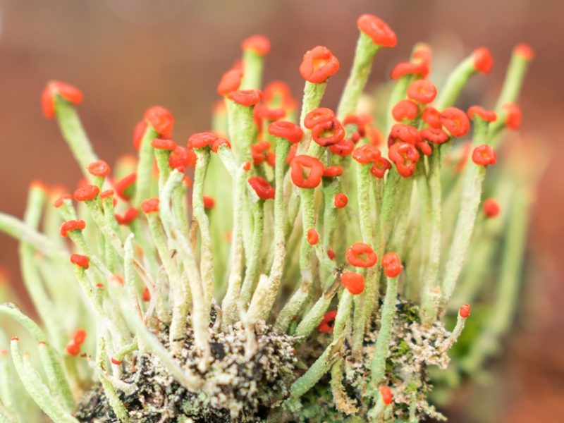 Cladonia macilenta | Líquen na Serra Gaúcha