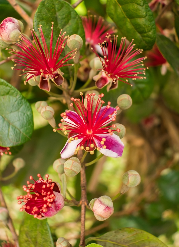 Flor da Feijoa, Goiaba serrana