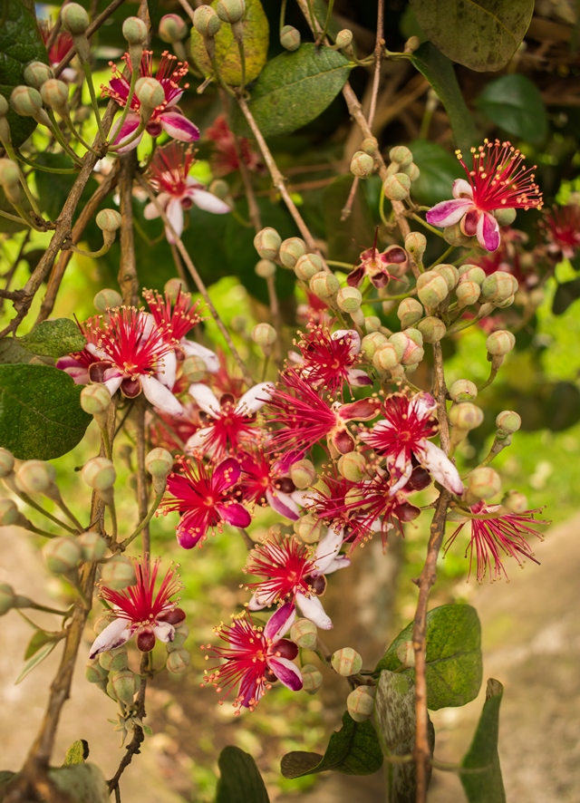 Floração da Goiaba serrana