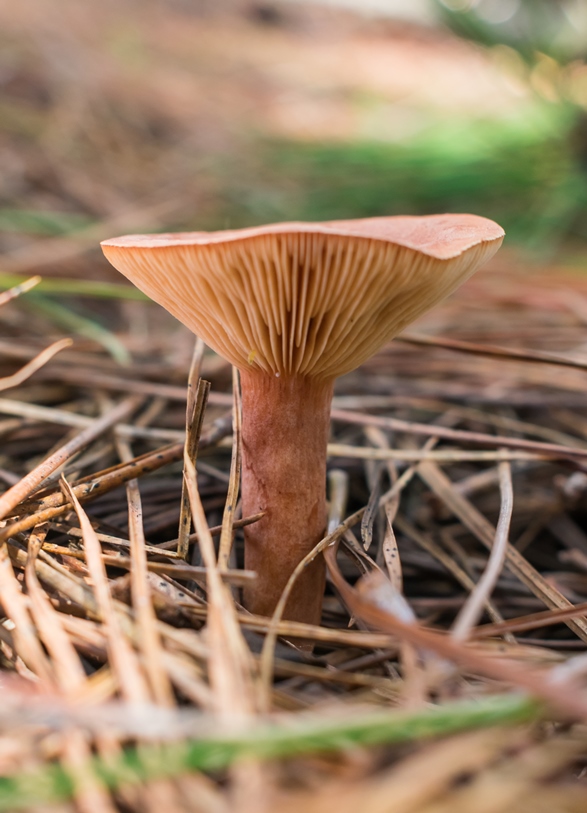 Lactarius hepaticus