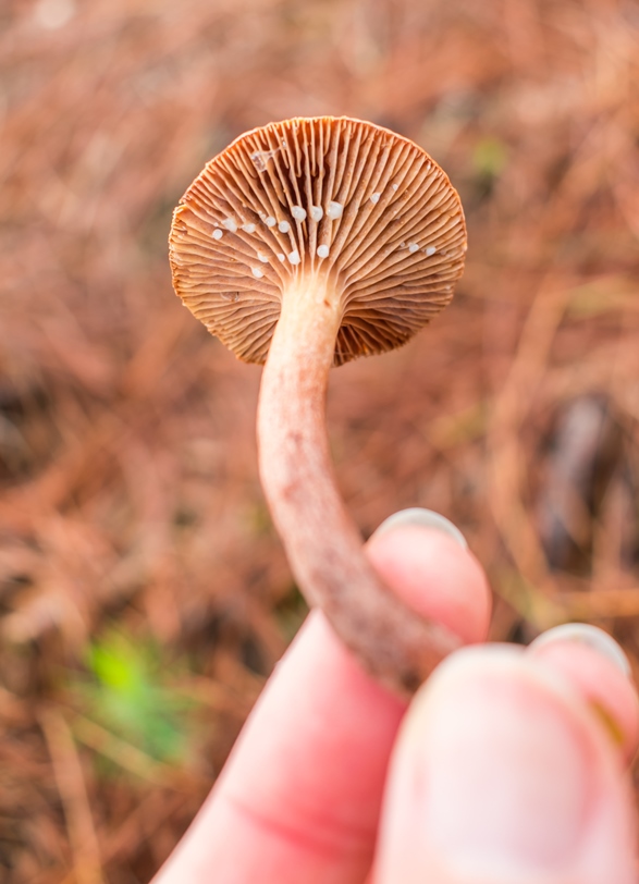 Lactarius hepaticus látex