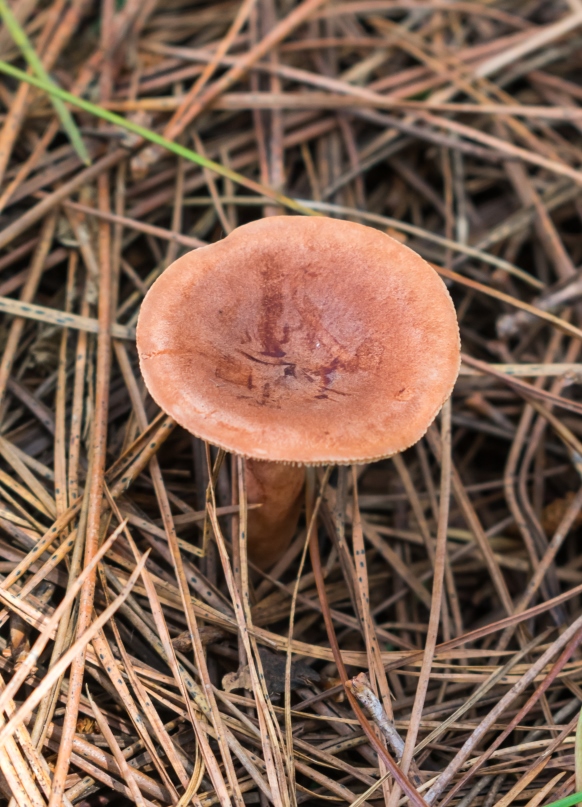 Lactarius hepaticus