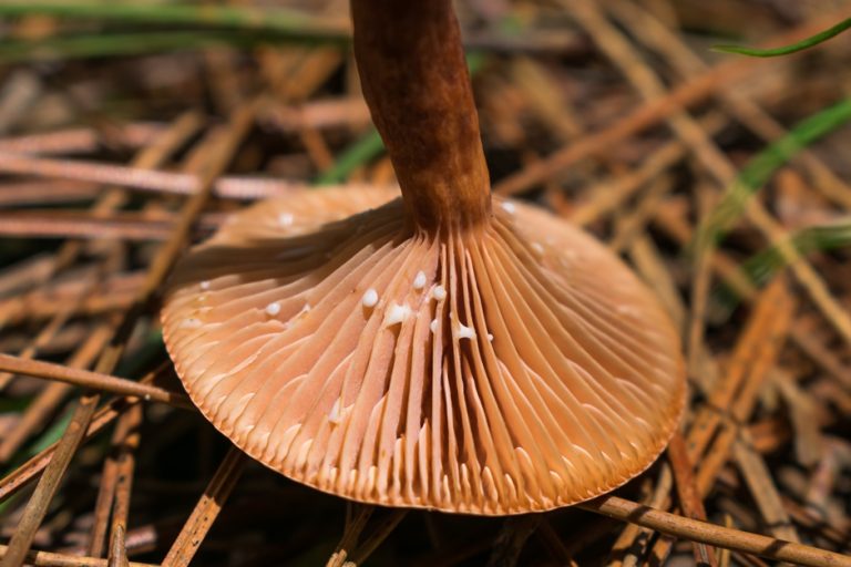 Lactarius hepaticus | Liver Milkcap mushroom in Brazil