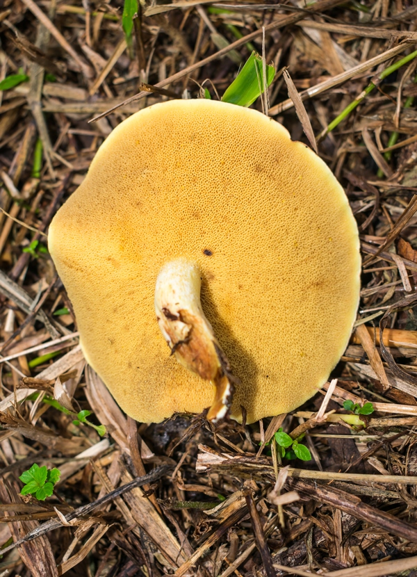 Suillus granulatus - hymenophore