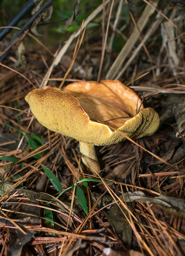 Suillus granulatus