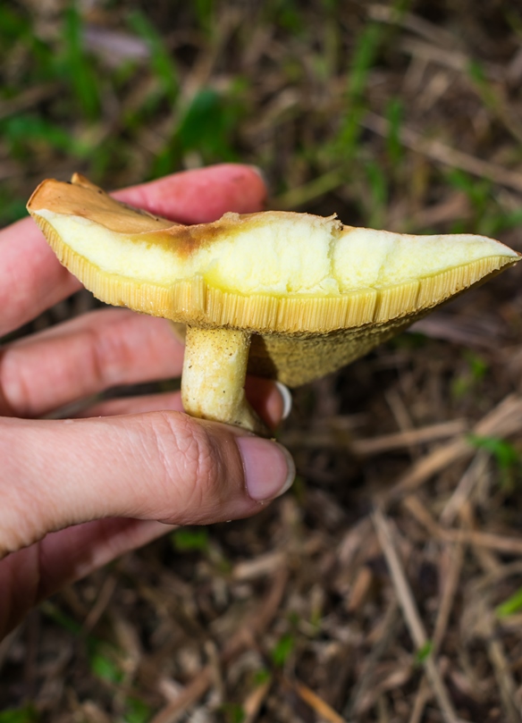 Suillus granulatus