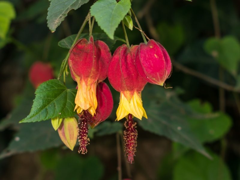 Abutilon megapotamicum | Sininho ou Lanterna-chinesa