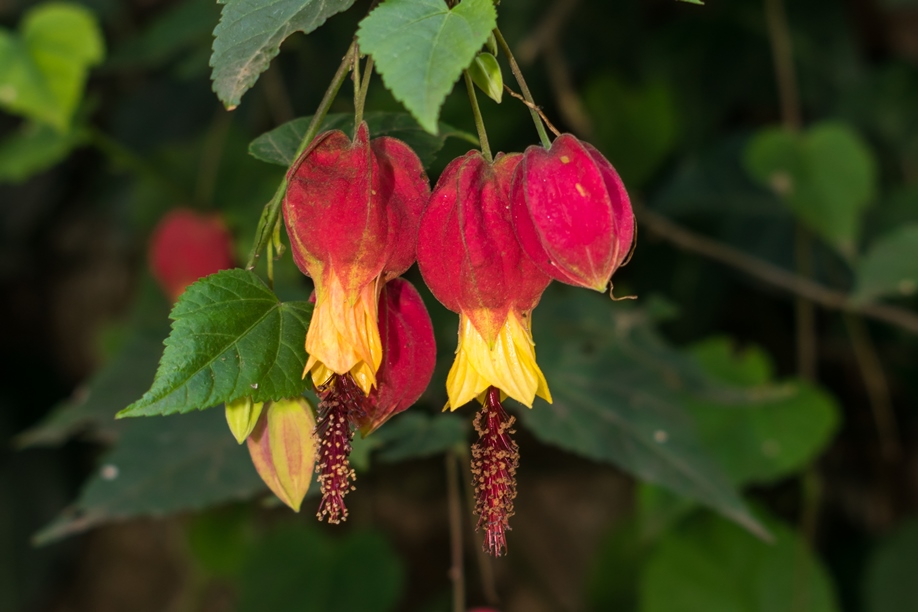 Abutilon megapotamicum | Sininho ou Lanterna-chinesa