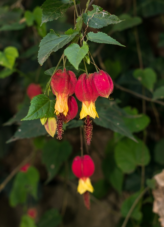 Flores da Abutilon megapotamicum