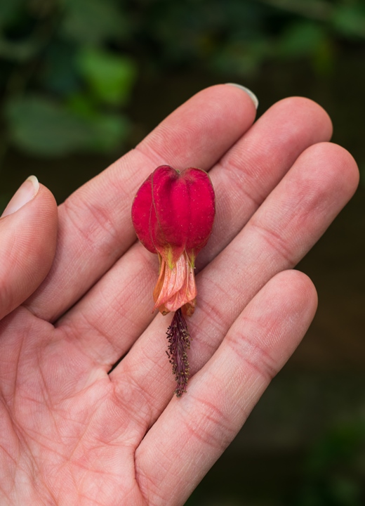 Flor da Sininho (Abutilon megapotamicum)