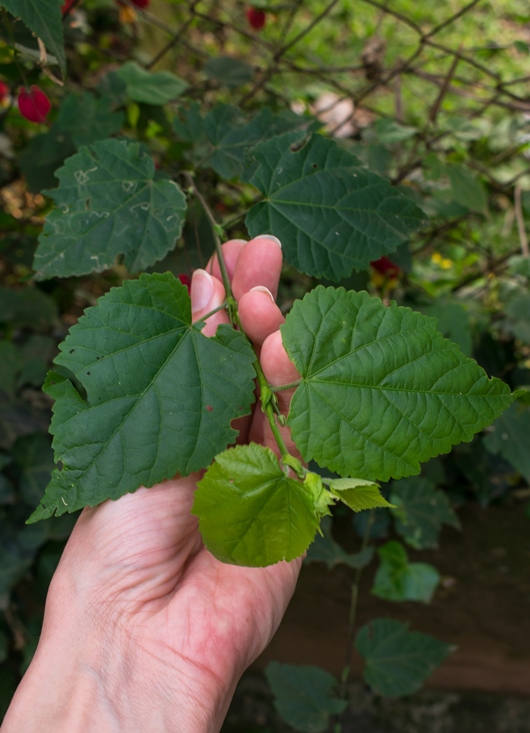 Folhas da Abutilon megapotamicum