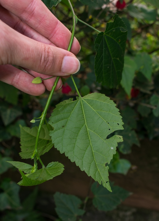 Folhas da Abutilon megapotamicum