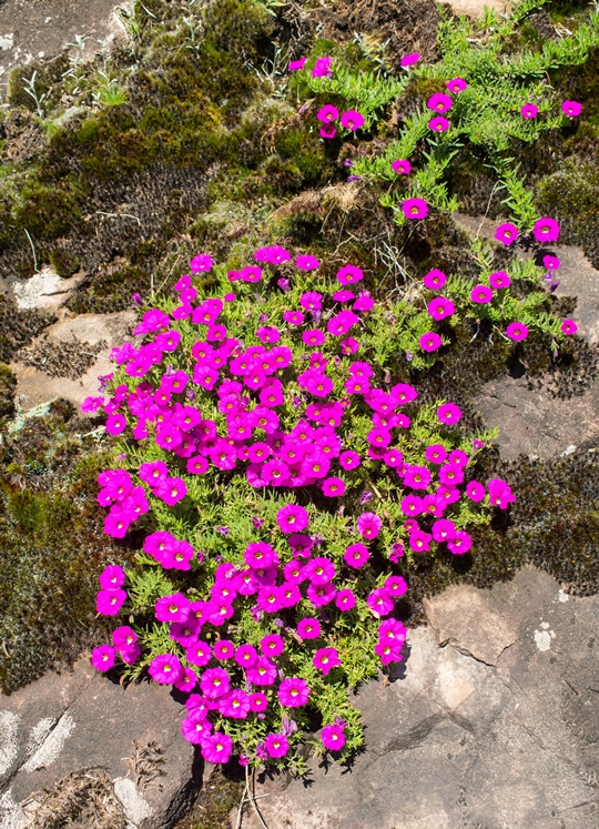 Calibrachoa sellowiana