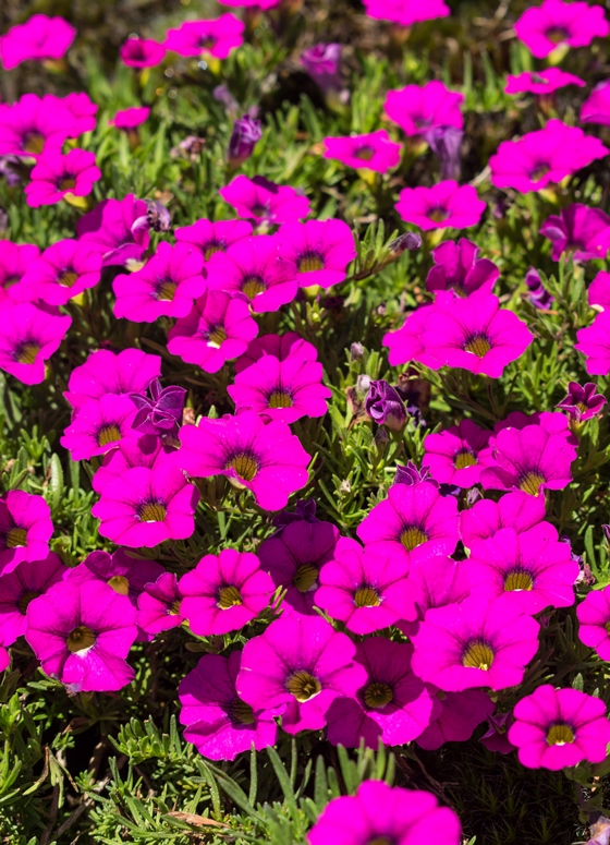 Calibrachoa sellowiana